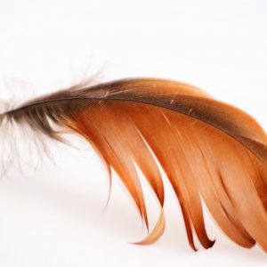 feather-1626492_1920 feather-1626492_1920